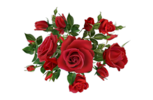 Fleurs et plantes