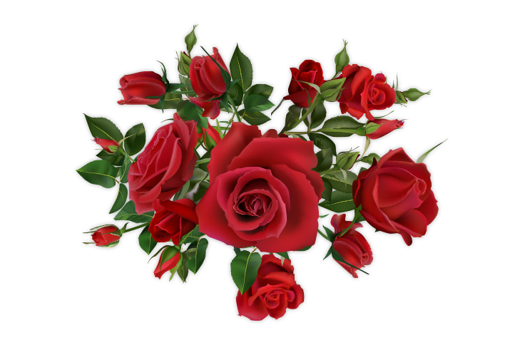 Fleurs et plantes