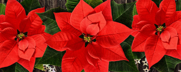 poinsettia