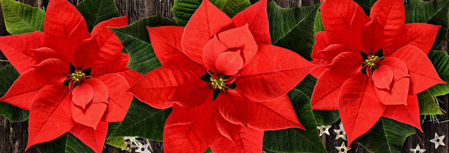 poinsettia